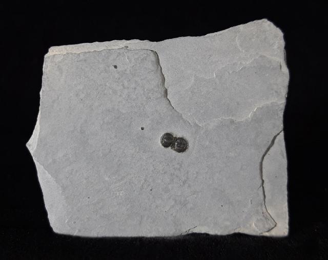 Hypagnostus parvifrons (LINNARSSON 1869) - Bild © FossNet FossilienStore